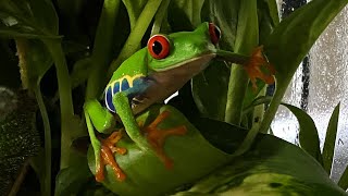 Red Eyed Tree Frog Care Guide Part 2 [upl. by Puduns]