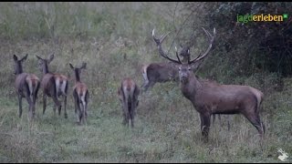 Trailer Hirschjagd in Ungarn [upl. by Ellekcir]