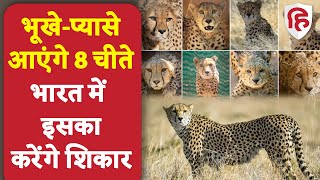 Cheetah coming to India चीते भूखे प्यासे आएंगे भारत चीतल का करेंगे शिकार  kuno national park [upl. by Idnod]