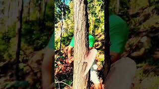 Cutting trees by hand Part MT survivalskills survival outdoorsurvival bambootools bushcraft [upl. by Herrle]