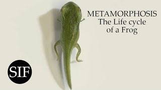 METAMORPHOSIS The Life cycle of a Frog [upl. by Nanreik]