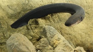 How electric eels tase their prey  Science News [upl. by Zipah]