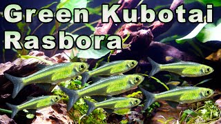 An AMAZING Tiny Green Fish Green Kubotai Rasbora Care and Breeding [upl. by Ori]