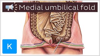 Medial umbilical fold  Anatomical Terms Pronunciation by Kenhub [upl. by Snowber313]