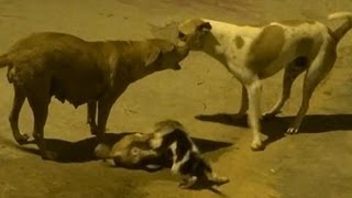 Puppy fight  rescued by father and mother [upl. by Tengdin332]