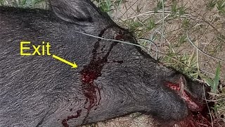 First Suppressed Hog Kill wNosler Accubond LR  Thermal Hog Hunt [upl. by Nuawed]