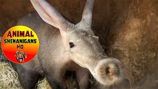 Amazing Aardvark Close up [upl. by Nadoj]