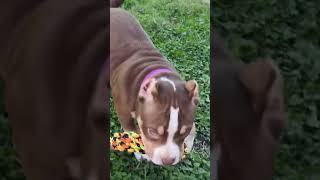 My 3 month old pocket bully learning to play fetch 3monthsbaby pocketbullyexplorepagebreeding [upl. by Relda755]