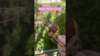 Walla Walla Harvest onion wallawalla ca garden gardening harvest root food plants summer [upl. by Oleic111]