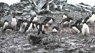 Antarctica  Penguin Chick Kill [upl. by Niledam]