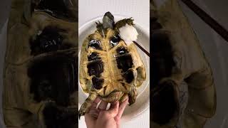 The tortoises shell cleaning usa [upl. by Keligot]