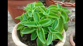 How to grow and take care of Ajwain Leaves Plant  Easiest way [upl. by Akemak]