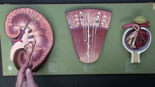 Introduction to the Urinary System [upl. by Kutzer]