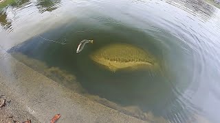 HUGE SWIMBAIT catches MONSTER BASS RIGHT AT THE BANK [upl. by Mata]