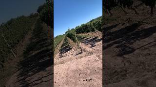 Argentina  Enjoy Wineries in Mendoza wine winery argentina messi [upl. by Philemol]