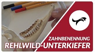 Zahnbenennung RehwildUnterkiefer in der Jagdscheinprüfung [upl. by Sorcha]