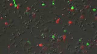 T cells migrating on ICAM1 [upl. by Nov]