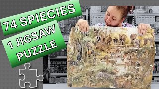 All Creatures 1500 piece RGS jigsaw puzzle by Charlotte FirbankKing with 74 South African animals [upl. by Lewap]