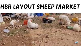 HBR sheep market update qurbani sheep 2024 [upl. by Boehike]