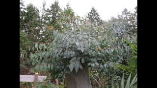 Pollarding a 100 ft tall Eucalyptus tree results [upl. by Namlak353]