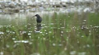 Water Rail Rallus aquaticus  ლაინა [upl. by Salahi891]