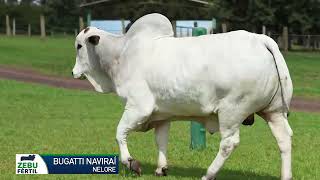 BUGATTI NAVIRAÍ Nelore Zebu Fértil [upl. by Ifok]