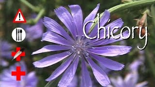 Chicory Edible Medicinal amp Cautions [upl. by Ecenahs258]