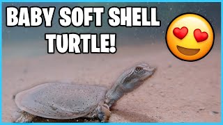 How to Care for a Softshell Turtle Quick care guide [upl. by Dnomzed200]