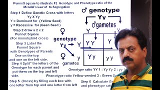 Inter  Chapter 8  Variation and Genetics  Part 5  Punnett Square  Punnet square with steps [upl. by Anale]