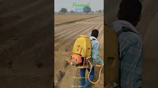 Herbicide Remove by 2nd Spray on Potatoes cpri farming khokiyabiotech [upl. by Gnehp]