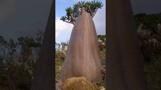 Socotra Island World Heritage Sites [upl. by Frazier956]