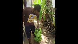 Karshakasree Award winner vazha familyvlog how to cut tips gardening [upl. by Meaghan]