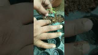 tomato plant seedlings repotting repotting tomato plants  ytshorts shorts viralvideo [upl. by Nnylyt853]