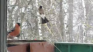 Bullfinches flew to the balcony for sunflower seeds February 2022 [upl. by Kerwin849]