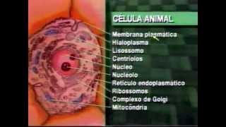 1 Citologia  Biologia Celular Vestibulando Digital [upl. by Nosecyrb]