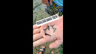 Fossilized Sharks teeth [upl. by Vivian]