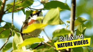 Immerse Yourself in the Magnificent Warbler Experience  Magee Marsh Wildlife Area [upl. by Sclater]