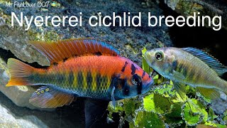 Nyererei cichlid releasing frys for the first time  African cichlids breeding [upl. by Gilbye542]