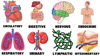 Every Human Organ System Explained in 9 Minutes [upl. by Cowan]