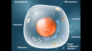 7 Nucleus and nucleoid [upl. by Auqemahs676]