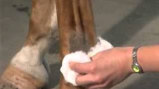 IntraArticular Joint Injections The Fetlock [upl. by Ojyram598]