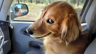 The world’s FUNNIEST DOGS 2024 are here 🤣🤣🐶 Funniest Animal Videos [upl. by Gentry99]