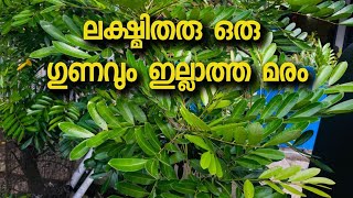 ലക്ഷ്മി തരു ഒരു ഗുണവും ഇല്ലാത്ത മരം [upl. by Towny349]