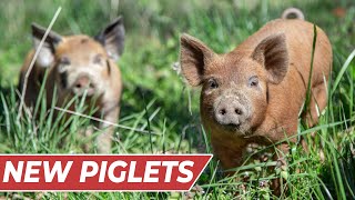 Raising PIGS for BEGINNERS InDepth Guide [upl. by Larena]