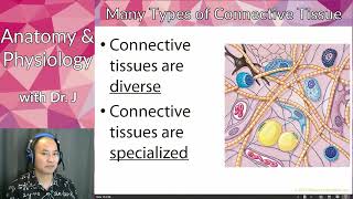 AampP 1 PHYL 141  Tissues  Connective Tissue  Fibroblasts [upl. by Otir909]