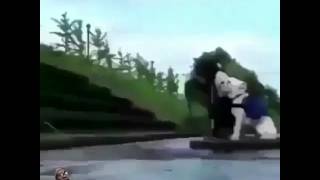 Dog and monkey funny voice over [upl. by Nyleimaj]