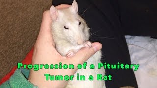 Pituitary Tumor Symptoms  Progression in a Pet Rat [upl. by Antrim]