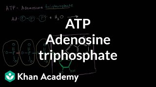 ATP Adenosine triphosphate  Energy and enzymes  Biology  Khan Academy [upl. by Gary]