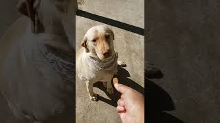 LABRADOR RETRIEVER PUPPY TRIES A DOG VITAMIN youtubeshorts shorts [upl. by Ati248]