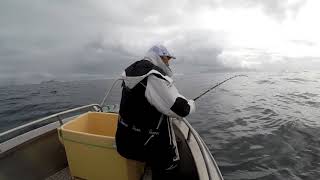 Diger kveitefangst hos Vesterålen Fishing i Klo [upl. by Carolyn]